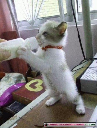 Gatinho tomando mamadeira 